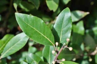 Evergreen laurel