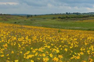 Field of arnica