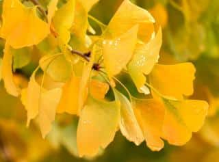 Yellow ginkgo autumn leaves