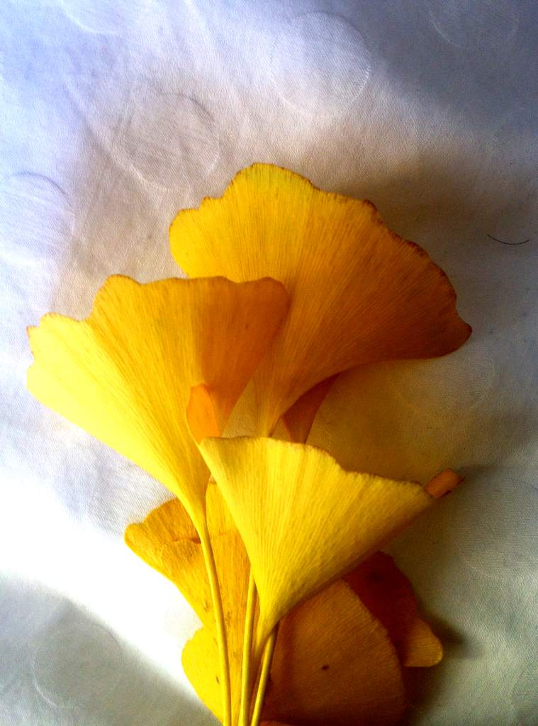 A few yellow ginkgo leaves harvested for their benefits.