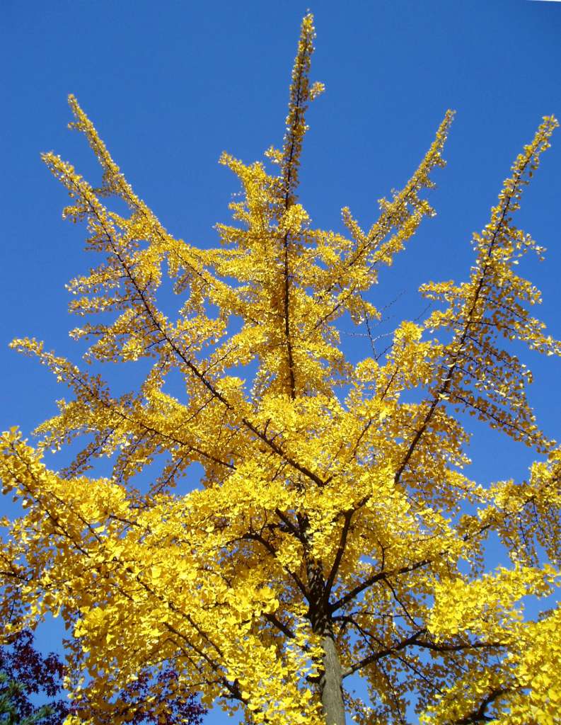 Young ginkgo tree with yellow leaves in the blue autumn sky.