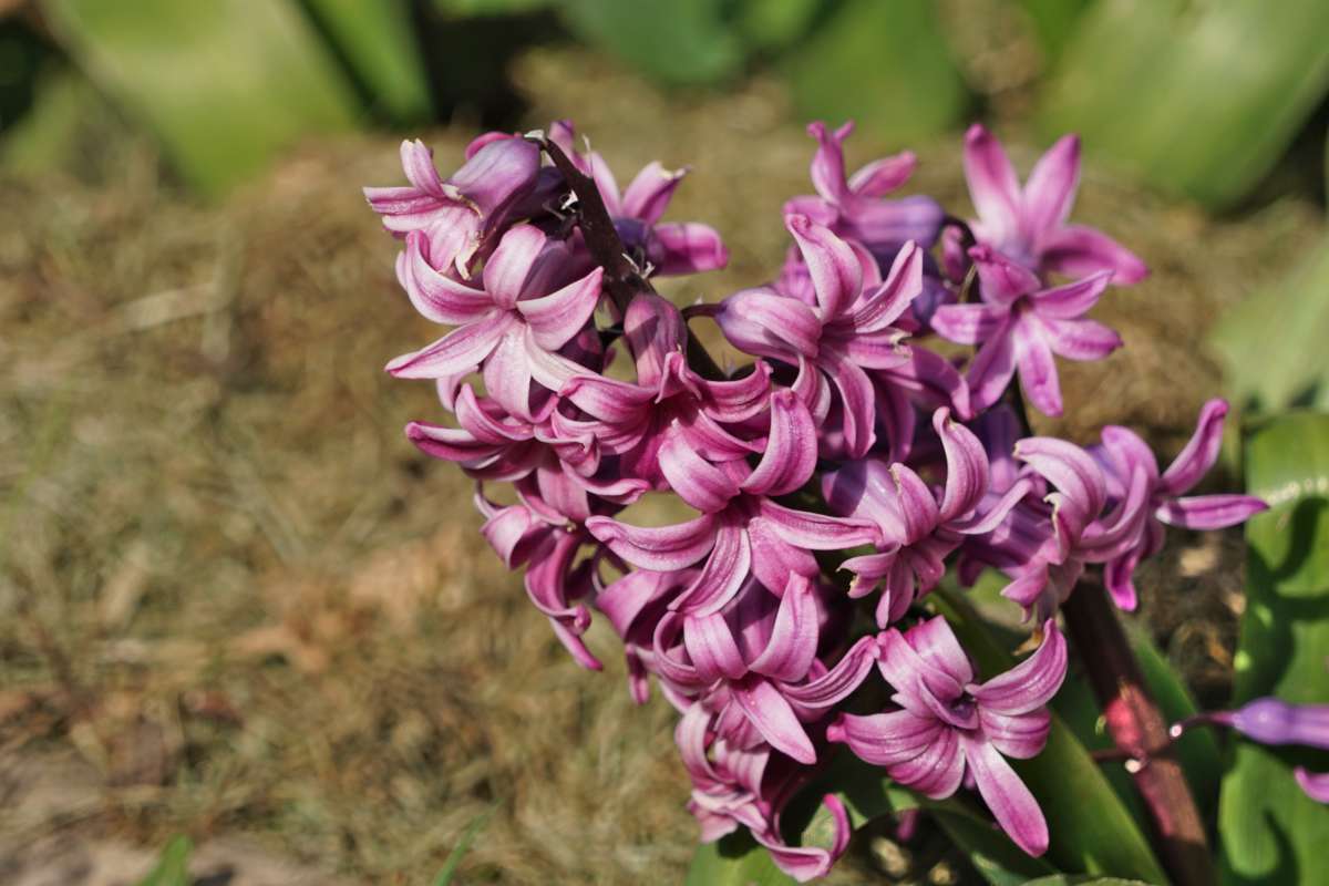 Pink hyacinth with fresh garden mulch