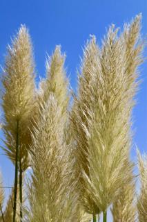 Tall Pampas grass fronds against blue sky