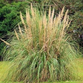 Pampas grass care