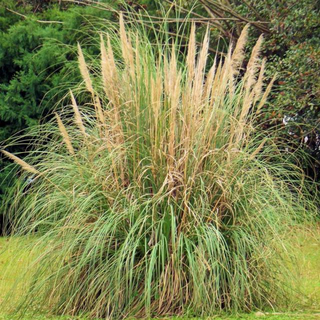 Pampas grass care