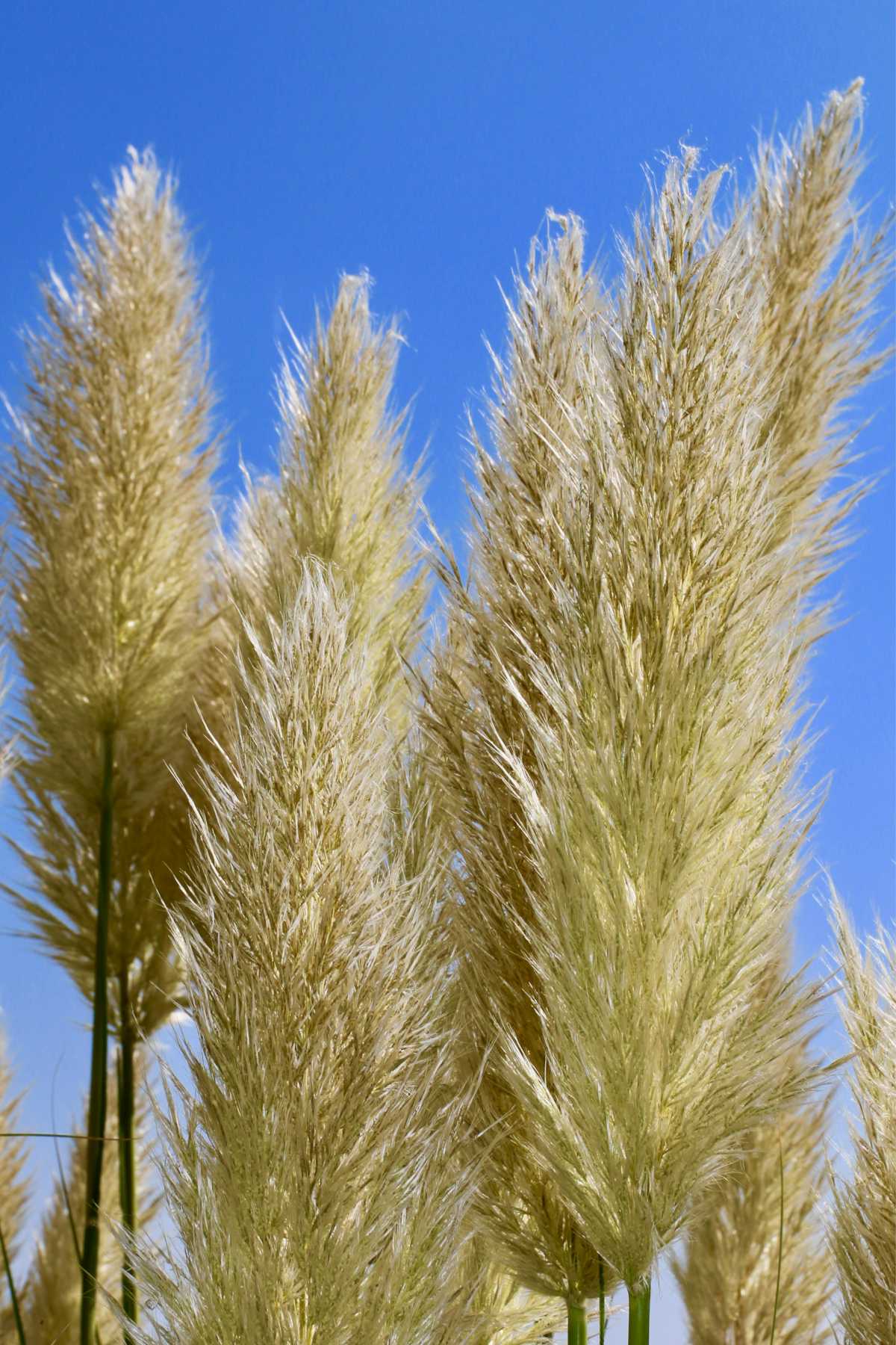 Tall Pampas grass fronds against blue sky