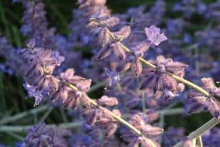 Perovskia flower close-up