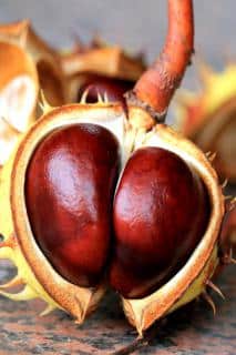 Horse chestnuts can help treat hemorrhoids.