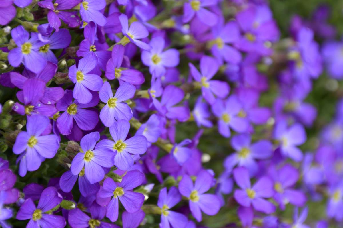 aubrieta flower, timing and steps to care for it right (uk, usa