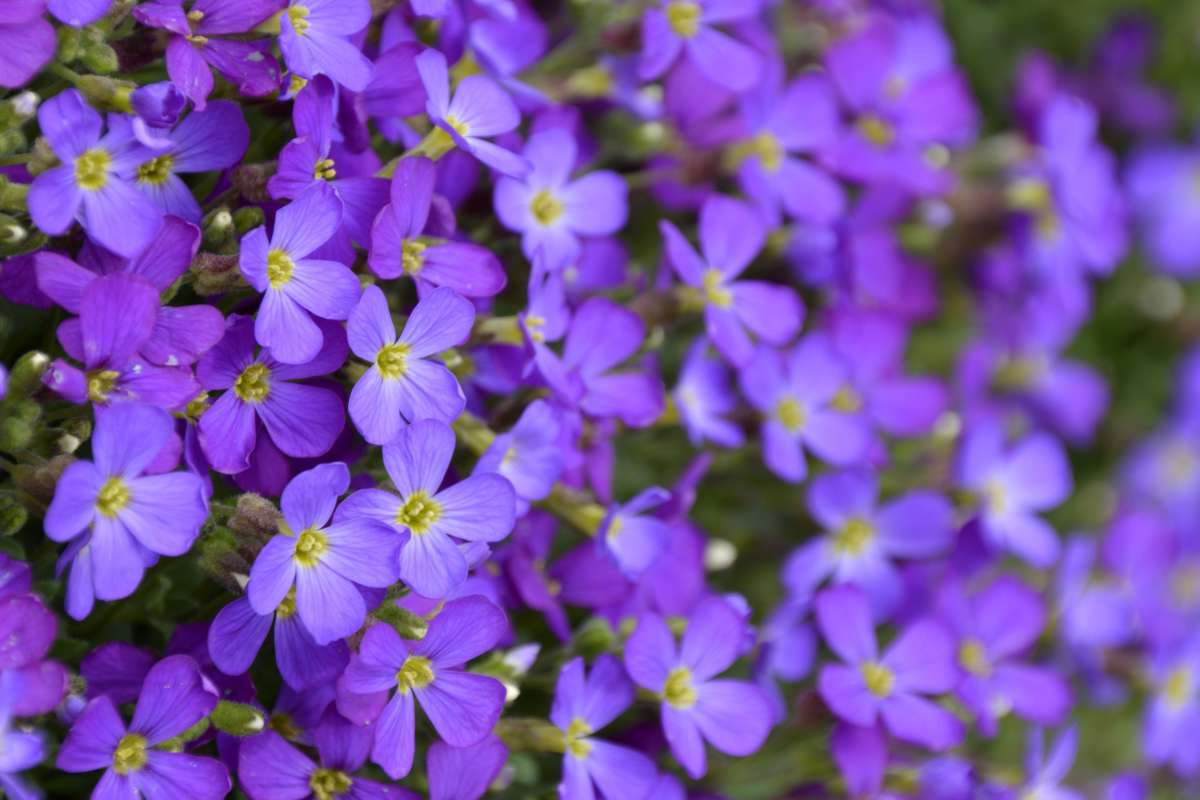 Aubrieta covering the ground and fading into the distance