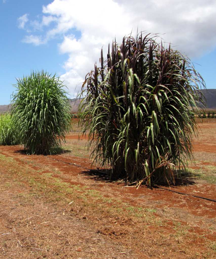 Two varieties of Bana grass, one purple in front and one green in the back, along a dirt field.