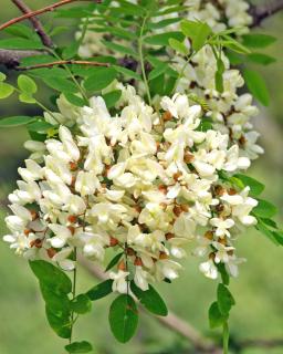 White cluster of black locust flowers