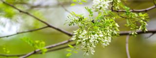black-locust-tree