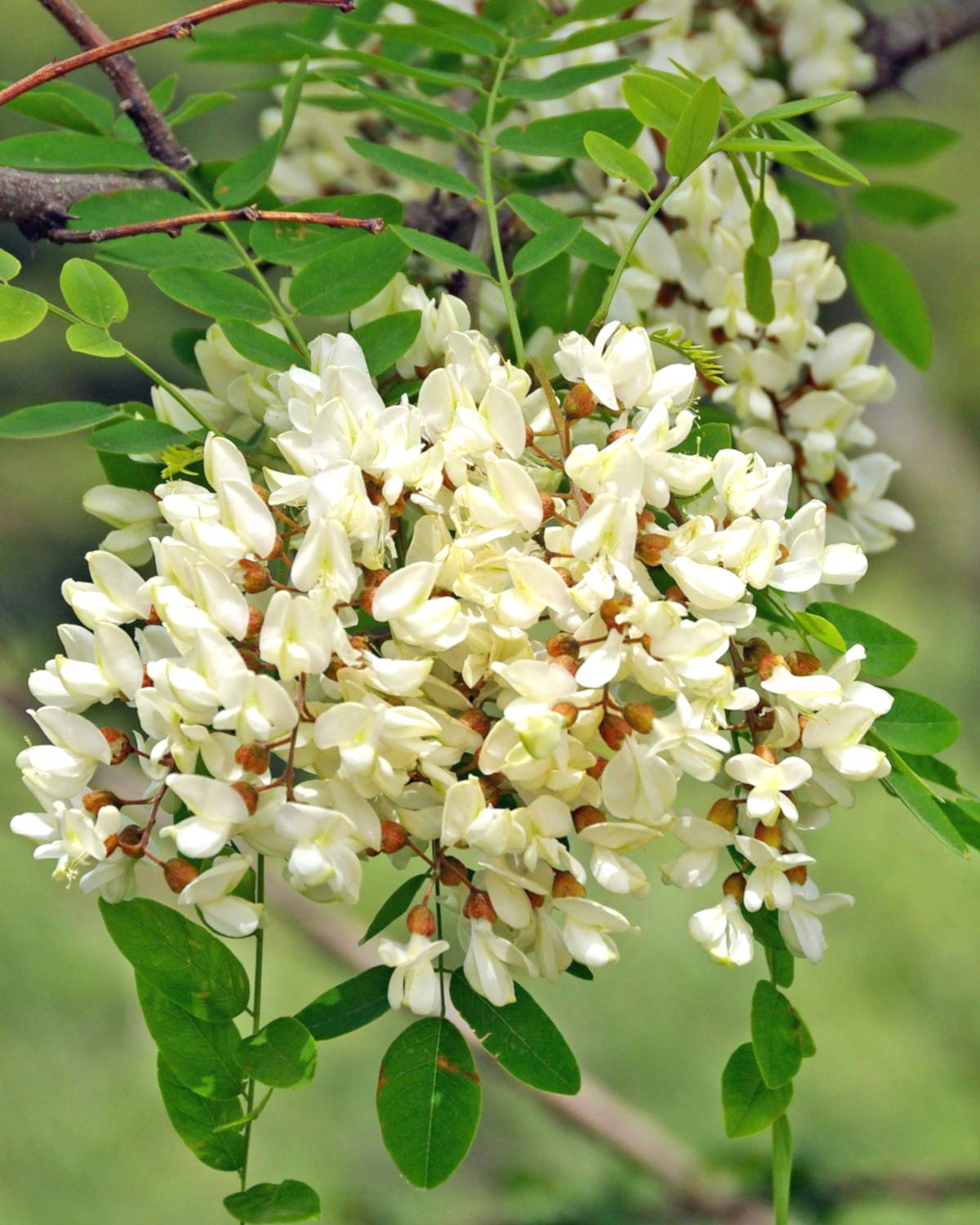 black locust tree flowers