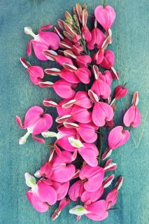 Three handfuls of bleeding heart flowers picked and strewn across a pastel blue plank of wood.