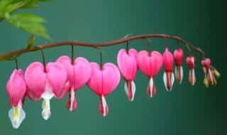 Care for bleeding heart