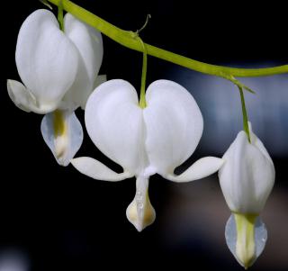 White bleeding heart flower.