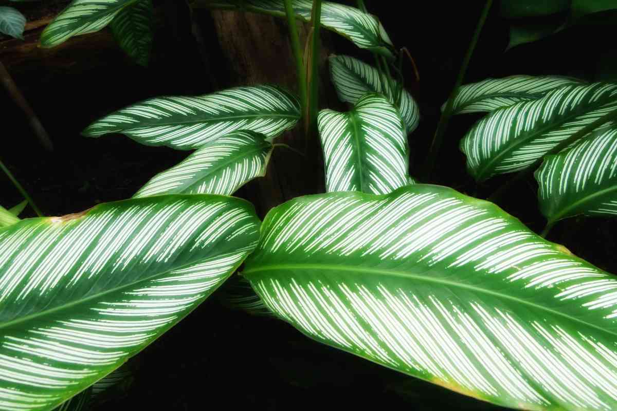Calathea leaves against a dark background