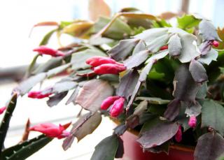 Christmas cactus