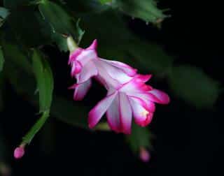 Christmas cactus watering