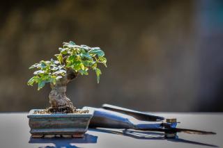 create bonsai guide