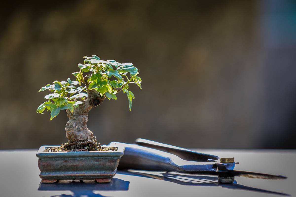 Bonsai with shears on a table