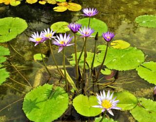 Lily flowers in a natural pond created in a garden.