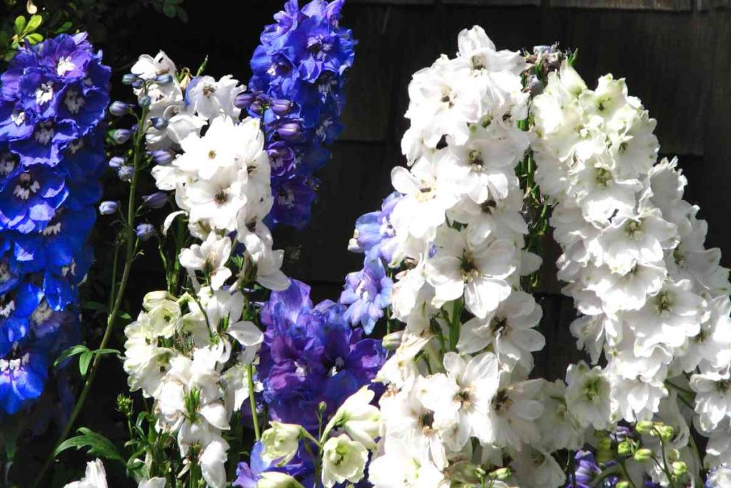 Delphinium, larkspur advice on caring for it