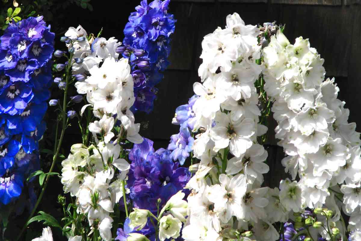 Delphinium blooming with blue and white panicles