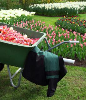 A wheelbarrow in front of tulip beds show introduce spring garden tasks.