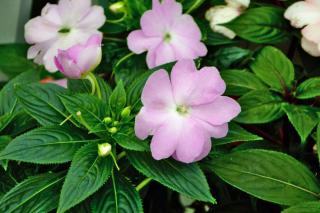 Light pink impatiens flowers with leaves