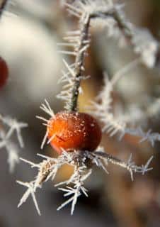 Frost draws stars on a berry