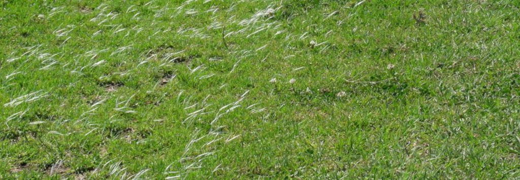 Kikuyu grass lawn