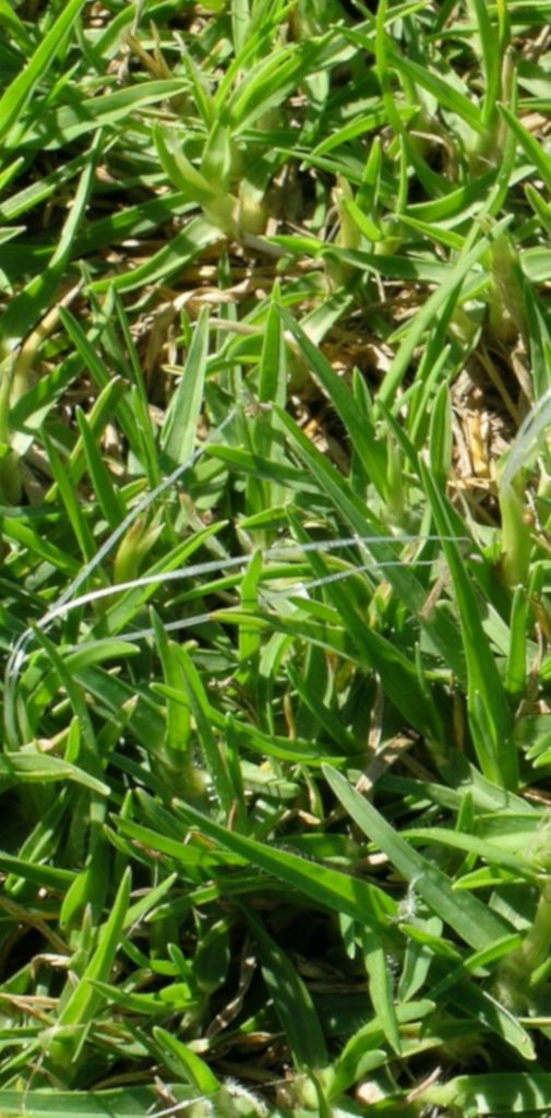 Close-up of a square of kikuyu grass lawn.