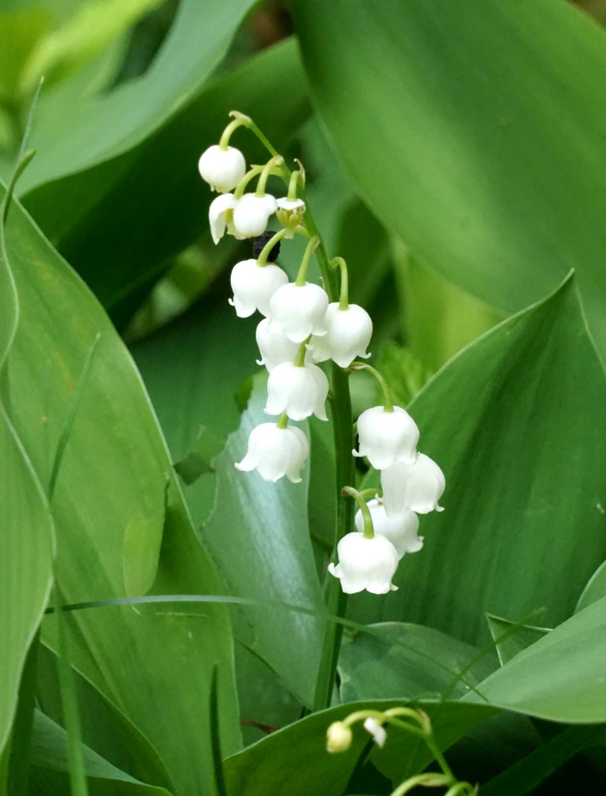 Blooming lily of the valley