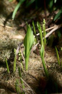 Out of the darkness, lily of the valley shines