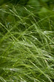 Lush strands of Mexican feather grass.