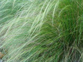 A close-up of a clump of Mexican feather grass.