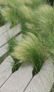 Urban use for Mexican feather grass.