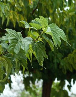 Mulberry tree leaves and shade.