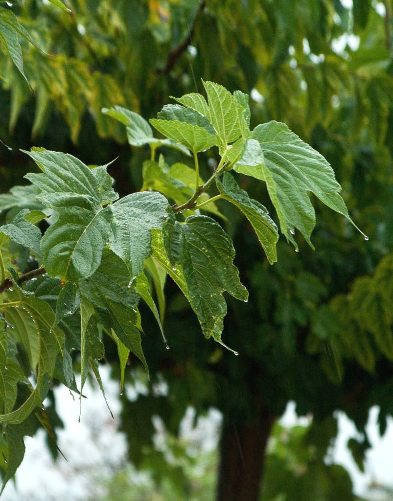 mulberry tree - planting, care, pruning for fruiting and fruitless