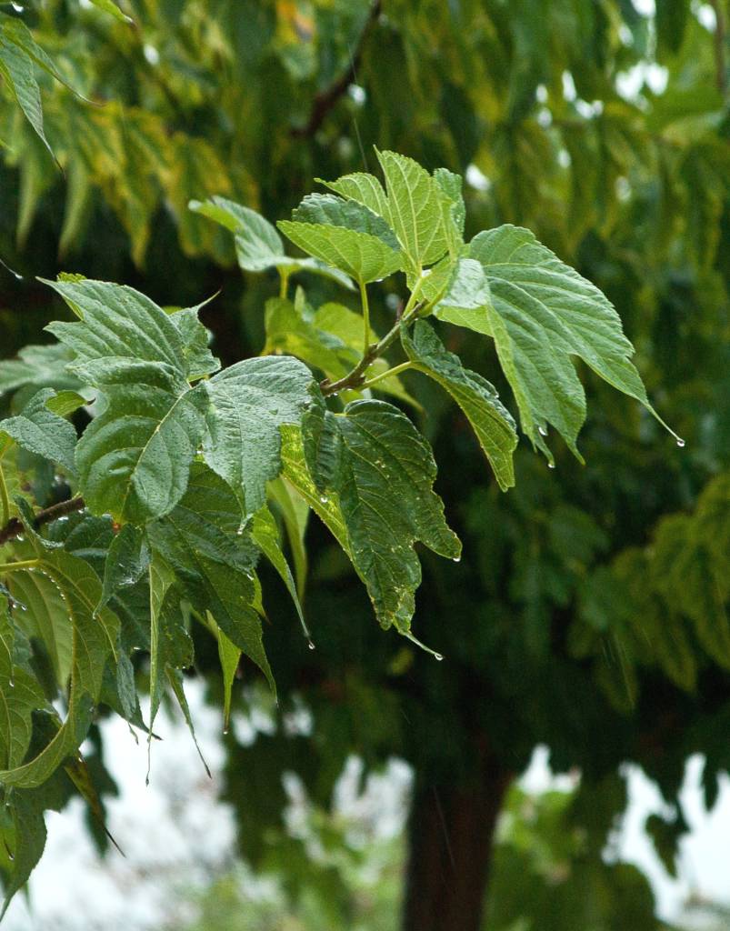 Mulberry Tree Planting