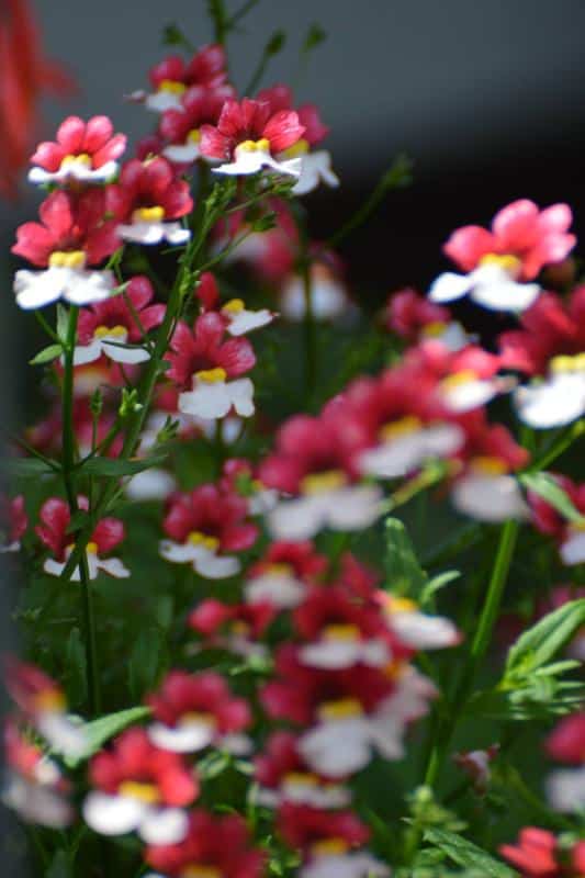 Planting and care for nemesis
