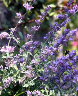 Nepeta flower