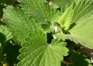 Nepeta, catnip leaves