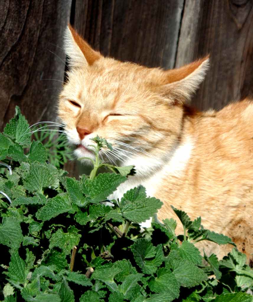 Catnip or Catgrass with a feline cat nipping at it.