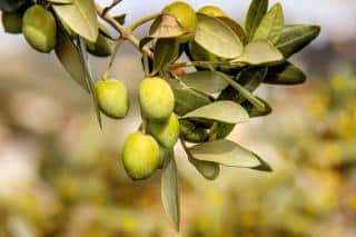 Olive tree branch with green fruits