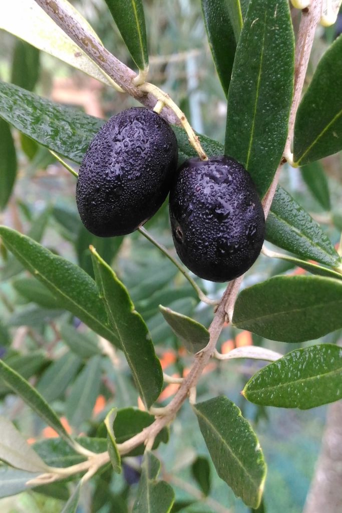 Close-up of an olive tree with two ripe, black fruits on a branch.