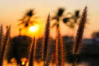 Five seed pods of pennisetum against a sunset-lit sky