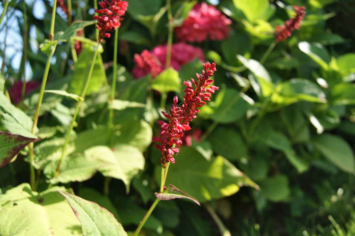 Smartweed, or persicaria, blooming along an edge